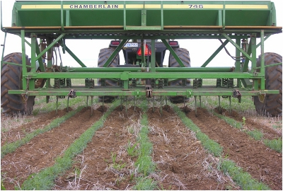 Interrow cultivation to kill weeds