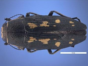 A picture of a native jewel beetle specimen