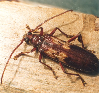 Picture of a Longicorn beetle