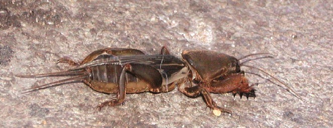 Picture of a Mole cricket