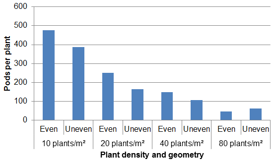 Pods per plant as affected by plant density and geometry as discussed in text.