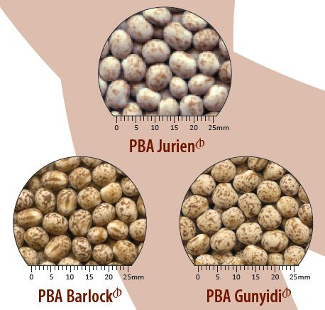 Close-up images of PBA Jurien, PBA Barlock and PBA Gunyidi seed showing size and colour comparisons