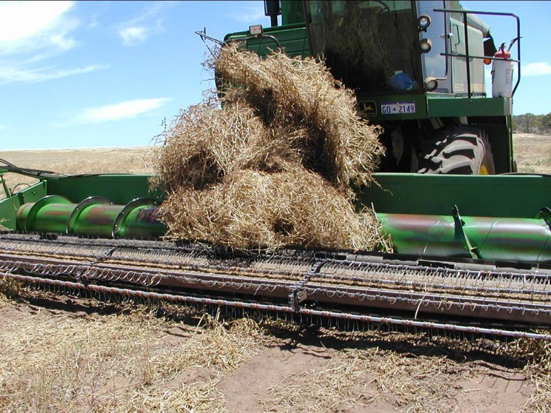 Problems of harvesting Kaspa with a tin front and plucker in 2003.