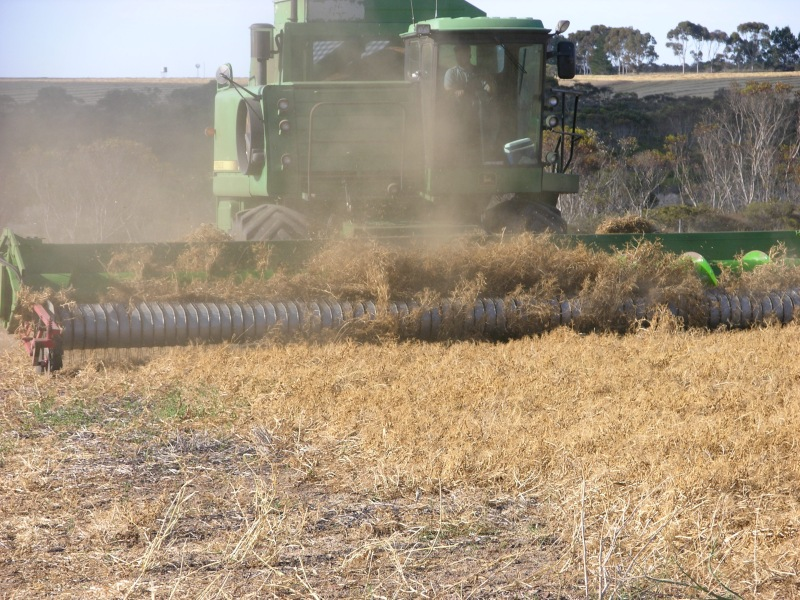 Similar barrel plucker with lupin breakers fitted to table auger. Harvesting was slower at 6 km/h.