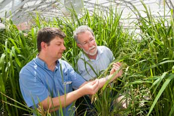 Dr Vincent Lanoiselet from the Department of Agriculture and Food and fellow researcher Professor Martin Barbetti from the University of Western Australia check rice plants in a glasshouse.