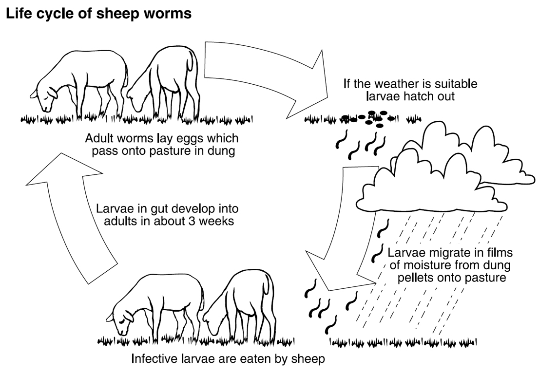 Adult worms lay eggs which pass onto the pasture in dung, before hatching. The infective larvae are then eaten by sheep.