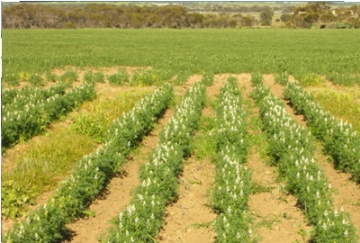 A lupin crop where simazine has been sprayed over the row