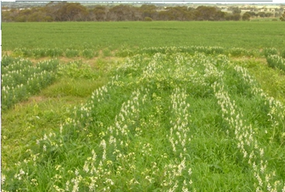 Untreated weeds in lupin