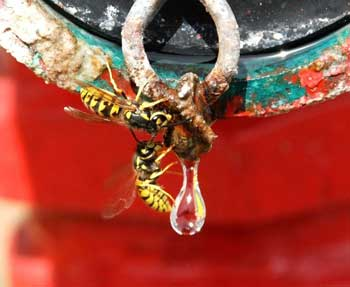 Photo caption: The European wasp season is underway with a nest recently destroyed in the Perth metropolitan area.