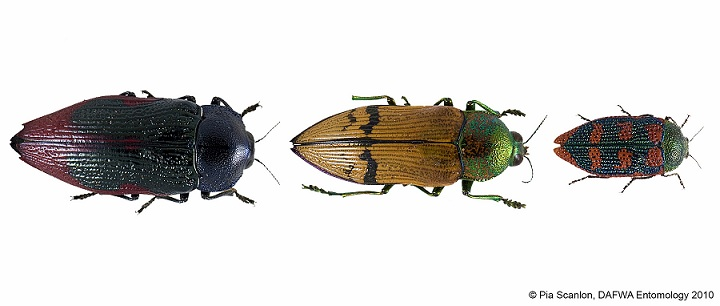 Photograph of three different sized Jewel beetles of differing colours