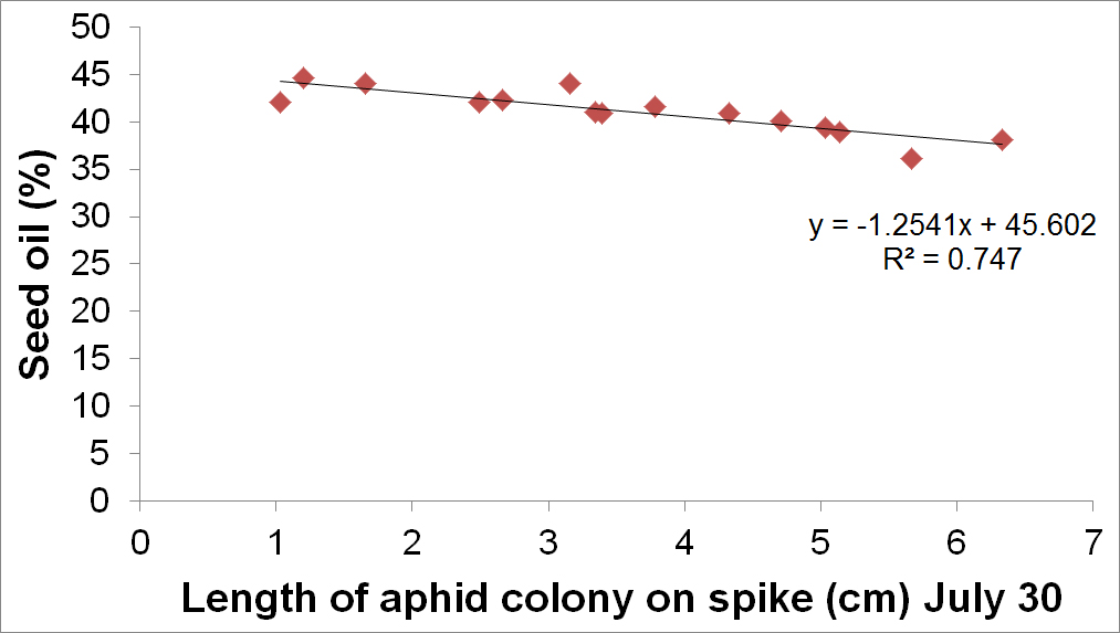 Relationship between length of cabbage aphid colony on flowering canola spikes and percentage of oil in harvested seed