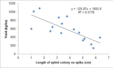 Graph of aphid colony length on x axis and yield on y axis. Graph shows for every 1 cm of aphid length there is a 10 percent decrease in aphid yield.