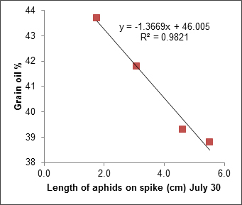 Relationship between average length of cabbage aphid colonies on spikelet to  oil content of harvested seed
