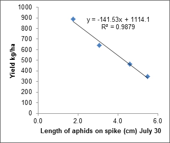 Figure 4. Relationship between average length of cabbage aphid on spikelet to yield
