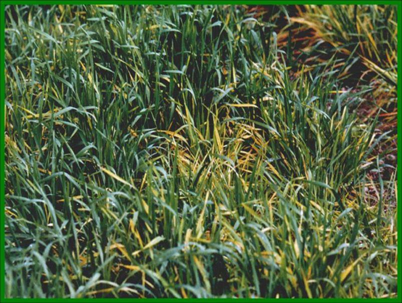 Barley yellow dwarf virus infection of barley