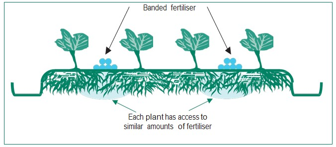 Banded fertiliser applications in the space between pairs of rows is an efficient way to achieve root uptake during the rapid growth phase