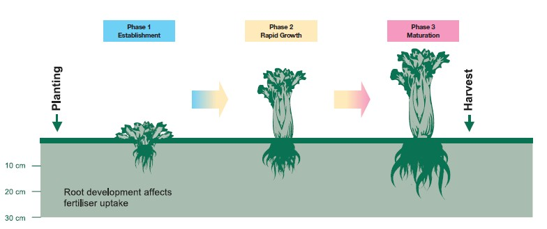 Growth phases of celery from planting to harvest; phase 1 is establishment, phase 2 is rapid growth and phase 3 is maturation