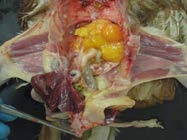 Retracting the gastrointestinal tract to expoe the reproductive tract