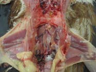 Anatomy after removal of the reproductive tract