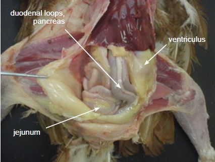 Coelomic cavity showing location of duodenal loops, pancreas, ventriculus and jejunum
