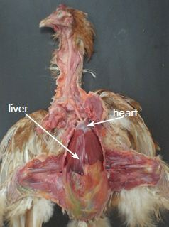 Coelomic musculature showing location of liver and heart