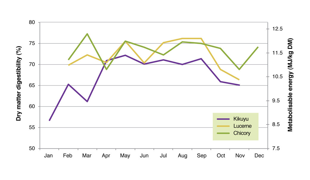 Dry matter digestibility and metabolisable energy of kikuyu, lucerne and chicory averaged over 2006 to 2008 at the Proof Site in Wellstead.