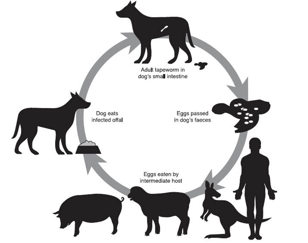 The lifecycle of the tape worm in sheep starts with adult tapeworms in a dog’s intestine, the eggs are passed out in faeces and ingested by an intermediate host such as sheep or humans, their offal is eaten by dogs and the cycle starts again.