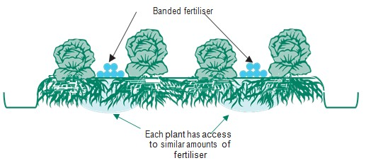 Banding fertiliser applications in the space between pairs of rows is an efficient way to achieve root uptake during the rapid growth phase