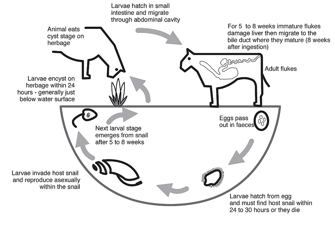 The life cycle of the liver fluke starts when the sheep or cow eat cysts on pasture. The flukes develop and eggs pass out and make their way into streams where the larvae invade a host snail and the next larval stage migrates onto the pasture.
