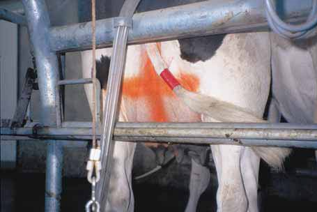 Cow in the dairy identified with a wide band of coloured tape on the tail and spray paint on the udder