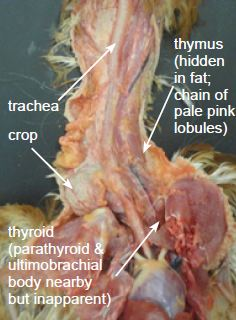 Neck and cranial coelom showing location of trachea, crop, thymus and thyroid