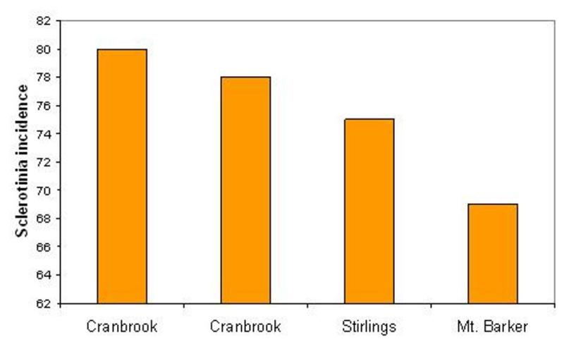 Three crops from the shires of Cranbrook and the Stirlings in Western Australia showed an incidence of sclerotinia in excess of 70% and one in Mt Barker was nearly 70%