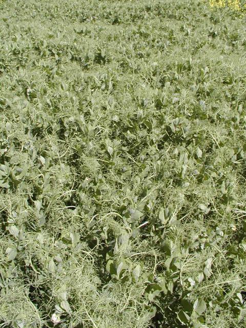 Healthy field pea crop.