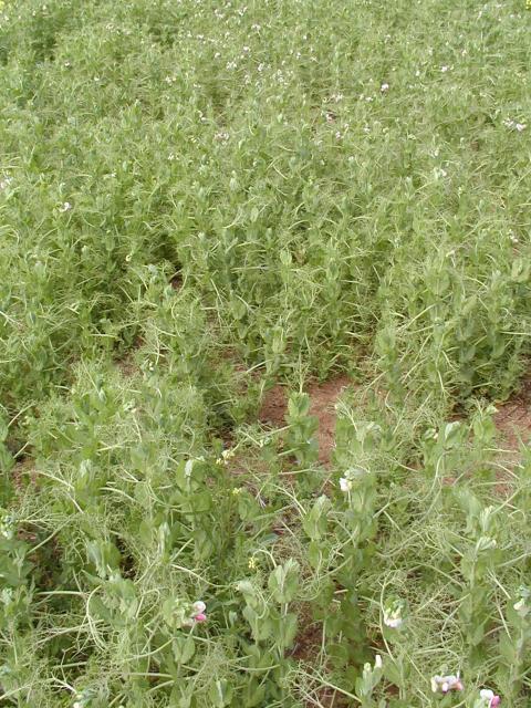 Field pea crop infected with Pea seed-borne mosaic virus.  Note the depressions in the canopy.