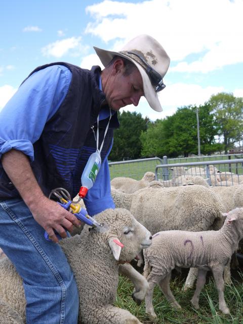 Vaccinating a weaner with Barbervax.