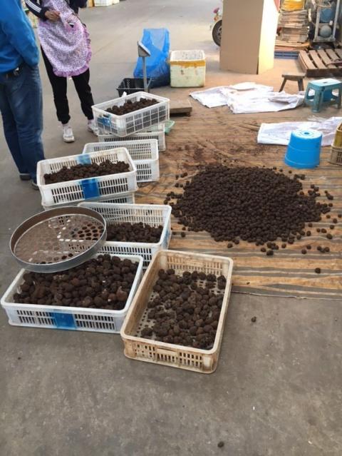 Wild harvested truffles being graded before sale at a marketplace in China