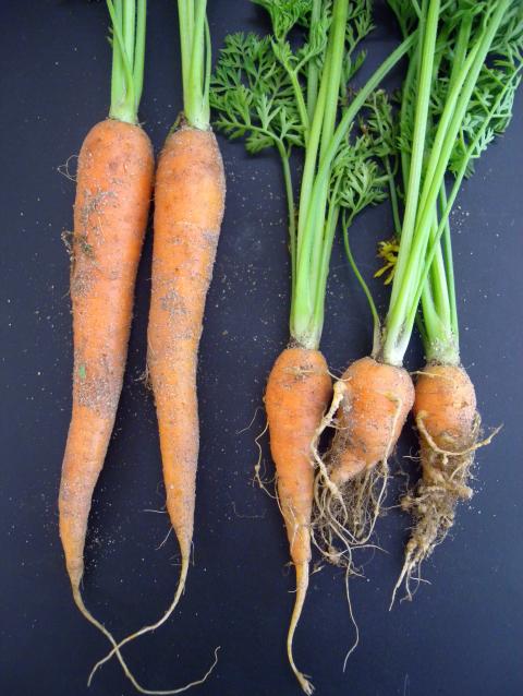 Carrots damaged by root-knot nematodes are small and misshapen compared to healthy carrots
