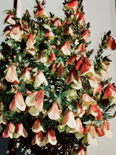 Qualup bells are an attractive cut flower