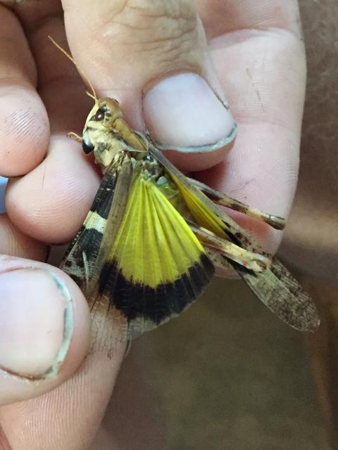 Adult yellow-winged locust, has a bright yellow hind wing with a marginal black band.