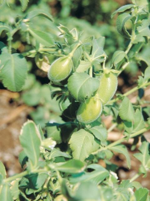 Photograph of the pods, leaves and stems of a Kabuli chickpea plant. The light green bulbous pods that are about 1.5 cm in length are the focus of the photograph. The leaves and stems and a slightly darker green and bush around the pods.