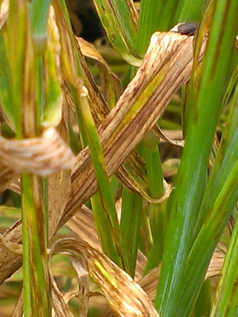 Net type net blotch on Oxford barley