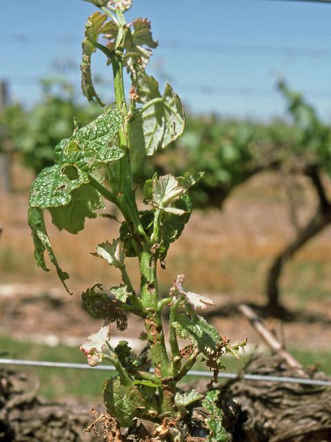 Signs of garden weevil feeding on a young grapevine shoot