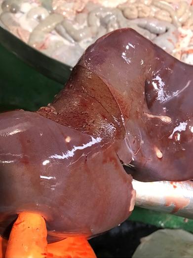sheep liver affected by bladder worm