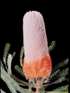 Large Banksia flower