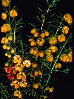 Brown boronia (Boronia megastigma) is used for oil production as well as being picked for cut flowers