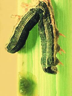 Armyworm infected with virus showing typical V-shape