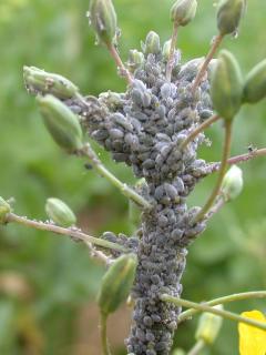 Cabbage aphid on canola flowering spike