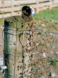 Bees swarming around a tin can on top of a wooden fence post.