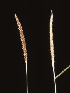 Long narrow seed heads of setaria