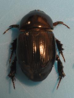 Female African black beetle adult - segments on the end of the front legs are a similar thickness to those on other legs